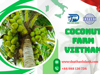 Coconut Supply Chain in Vietnam – From Farm to Global Export Markets