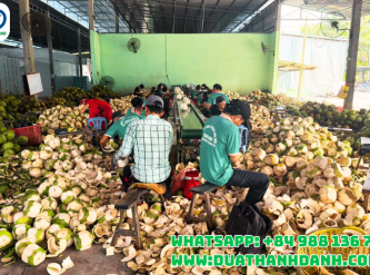 How to Choose a Reliable Coconut Supplier in Vietnam for Long-Term Import Partnerships