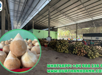 Vietnam Coconut Industry Overview – Production, Export Potential and Global Market Opportunities