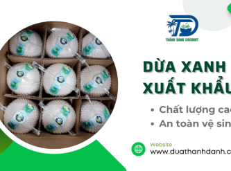 Dừa xanh xuất khẩu chất lượng cao tại Dừa Thành Danh