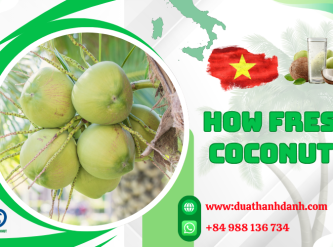 How Fresh Coconuts Are Used Across Different Industries Worldwide