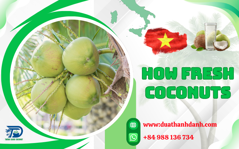 How Fresh Coconuts Are Used Worldwide | Vietnam Coconut Supplier