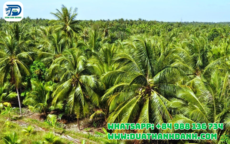 coconut plantations in Ben Tre Vietnam