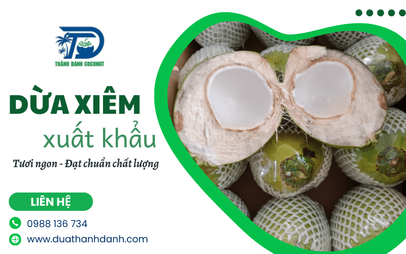dừa xiêm xuất khẩu