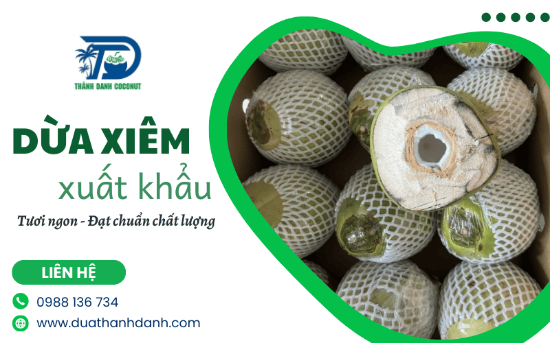 dừa xiêm xuất khẩu