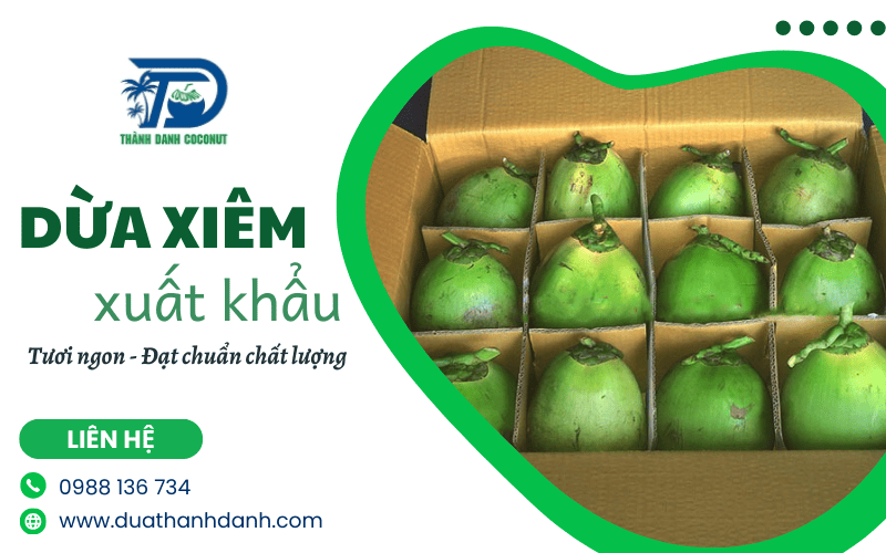 dừa xiêm xuất khẩu