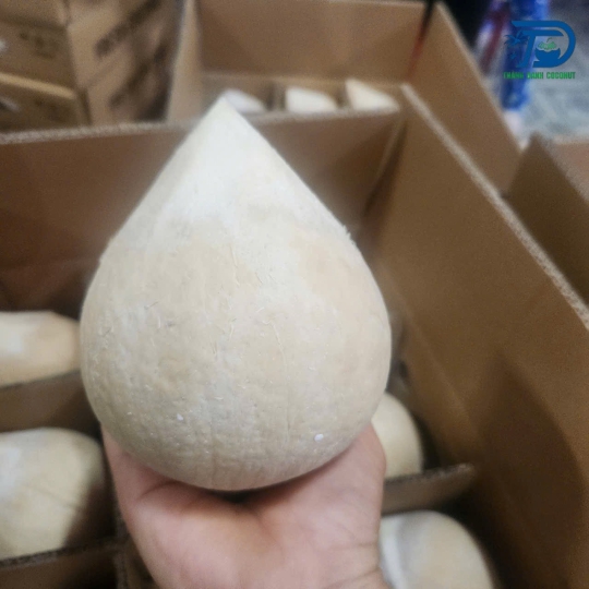 DỪA TƯƠI GIỌT NƯỚC