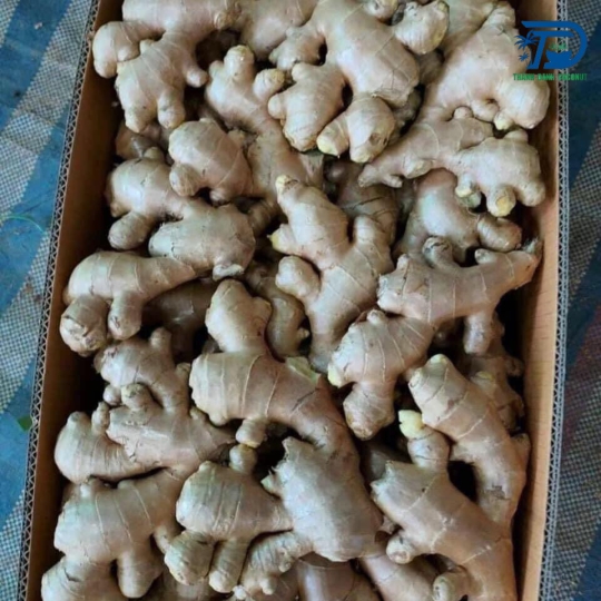 GỪNG XUẤT KHẨU